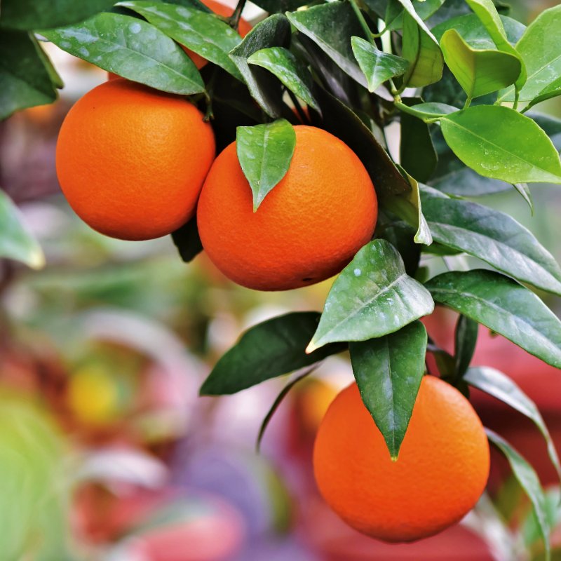 Citrus reticulata (Mandarínko-Pomaranč 2v1) ‘ORTANIQUE TANGOR’ - výška 10-20 cm, kont. P11 